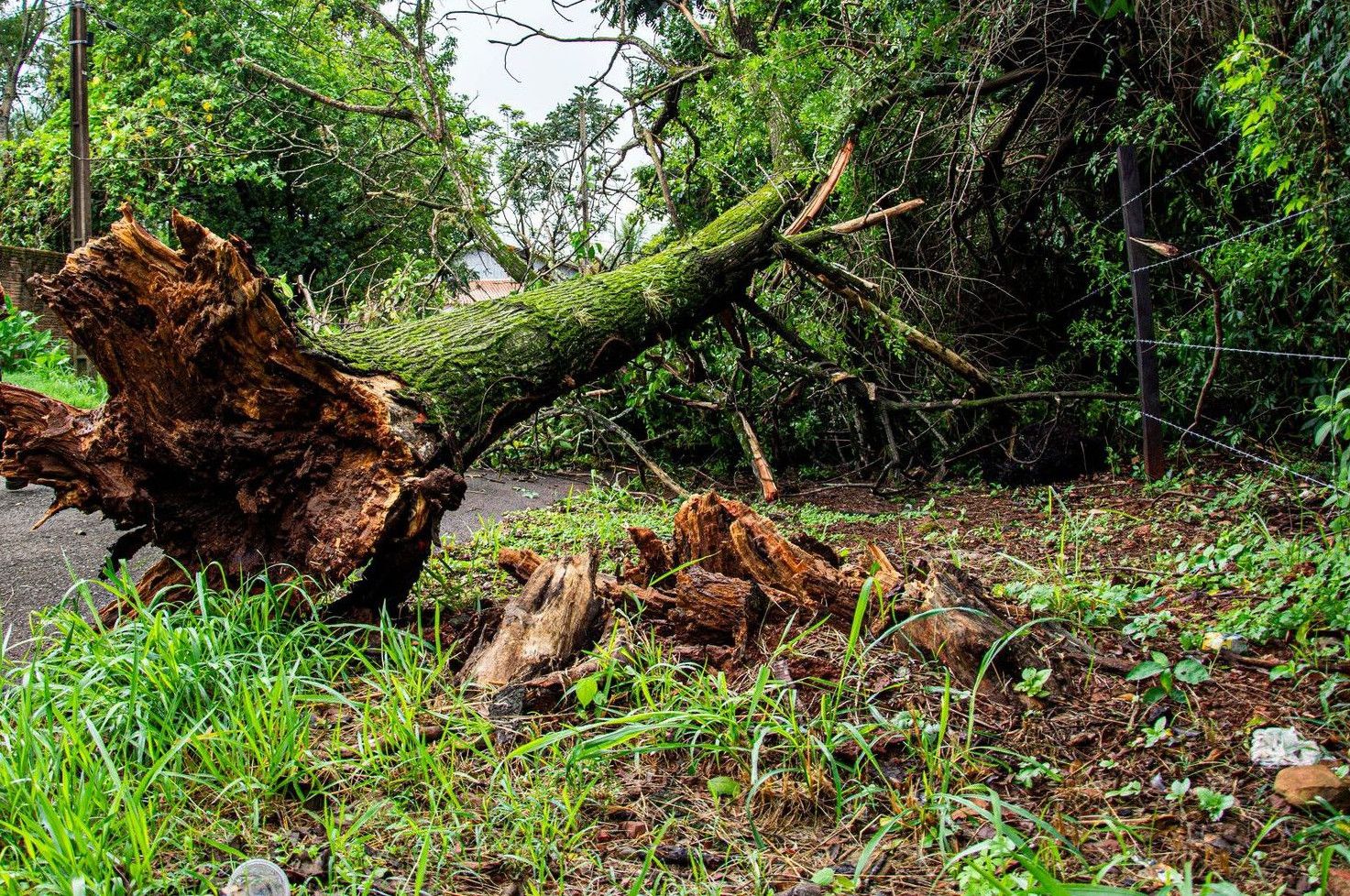 Worker clearing fallen tree on street after storm in Londrina, Brazil.